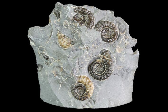 Ammonite (Promicroceras) Cluster - Somerset, England #86234